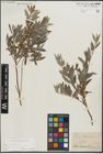 Foto von Salix repens subsp. rosmarinifolia (L.) Andersson